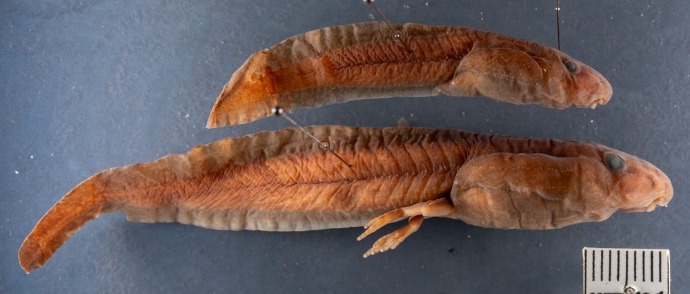 Astylosternus occidentalis