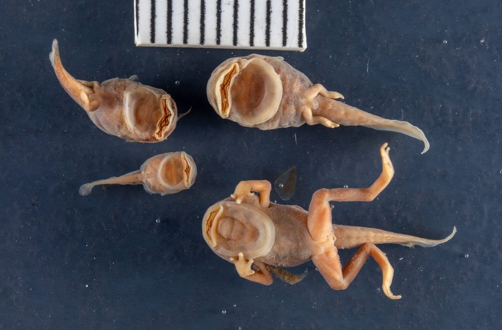 Atelopus zeteki