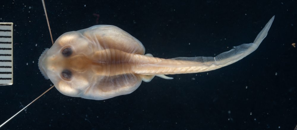 Ceratophrys calcarata
