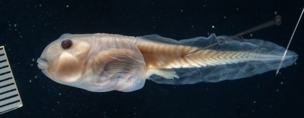 Ceratophrys calcarata