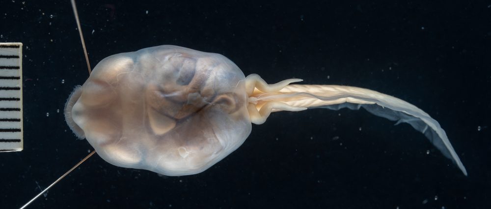 Ceratophrys calcarata