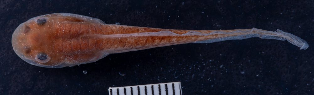 Charadrahyla altipotens