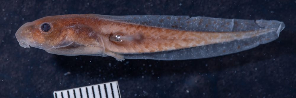 Charadrahyla altipotens