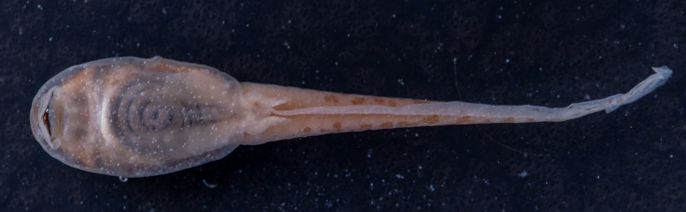 Charadrahyla altipotens