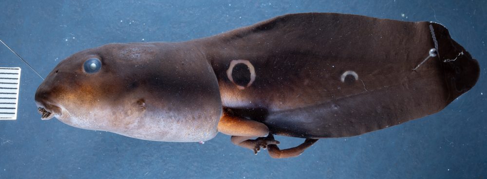 Clinotarsus alticola