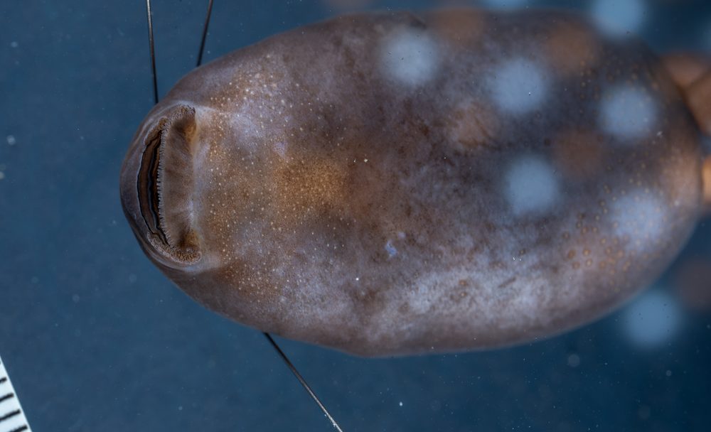 Clinotarsus alticola