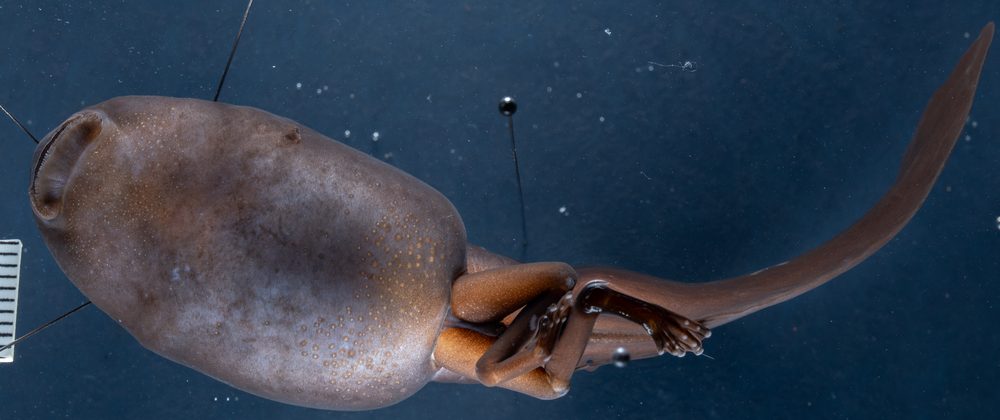 Clinotarsus alticola