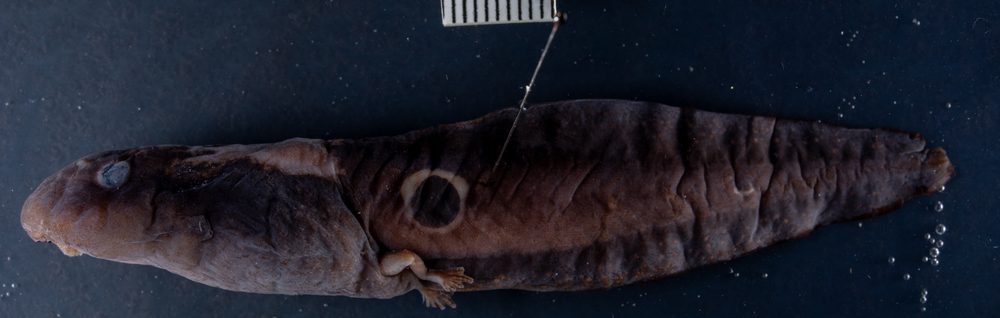 Clinotarsus penelope