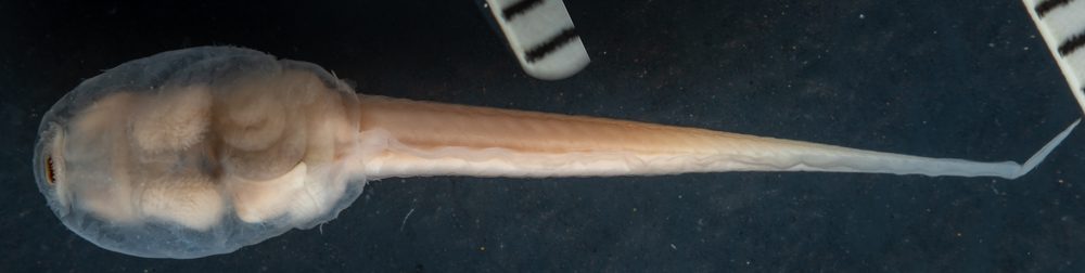 Cochranella viridescens