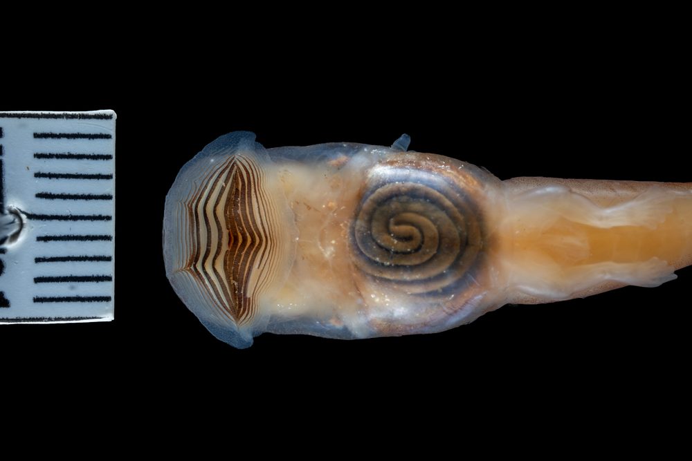 Conraua robusta