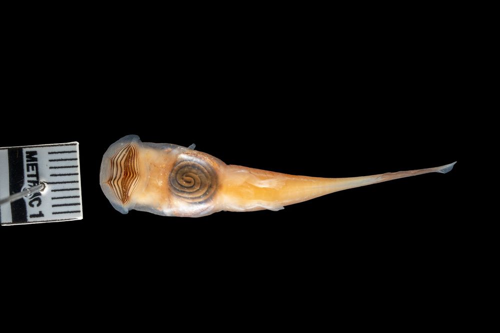 Conraua robusta