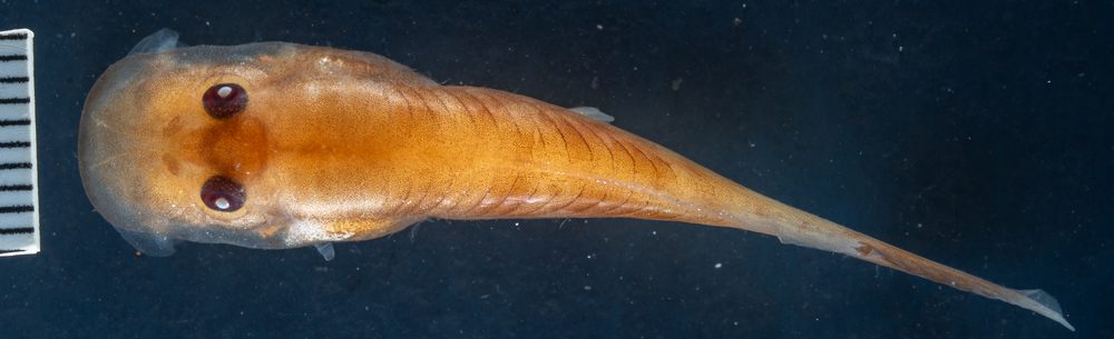 Conraua robusta