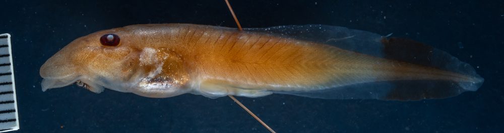 Conraua robusta