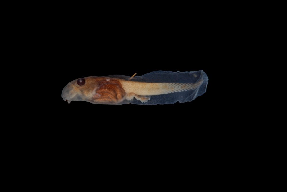 Crinia signifera