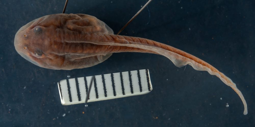 Crinia riparia