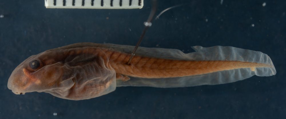 Crinia riparia