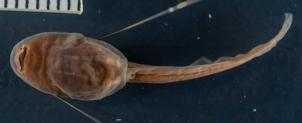 Crinia riparia
