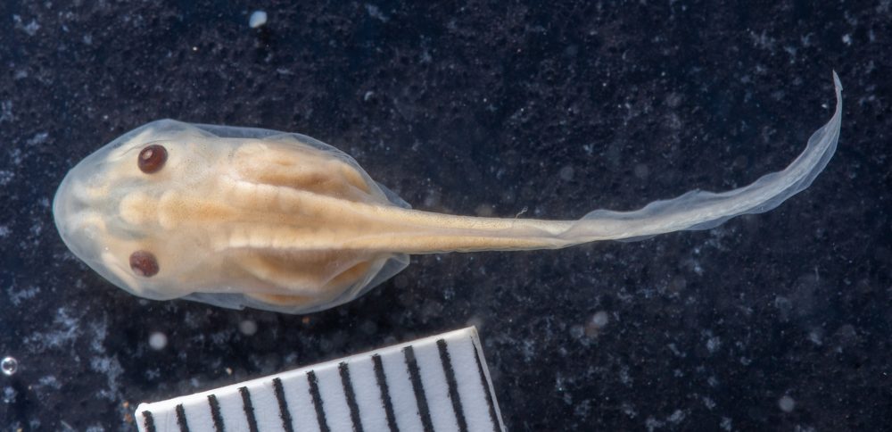 Cyclorana longipes