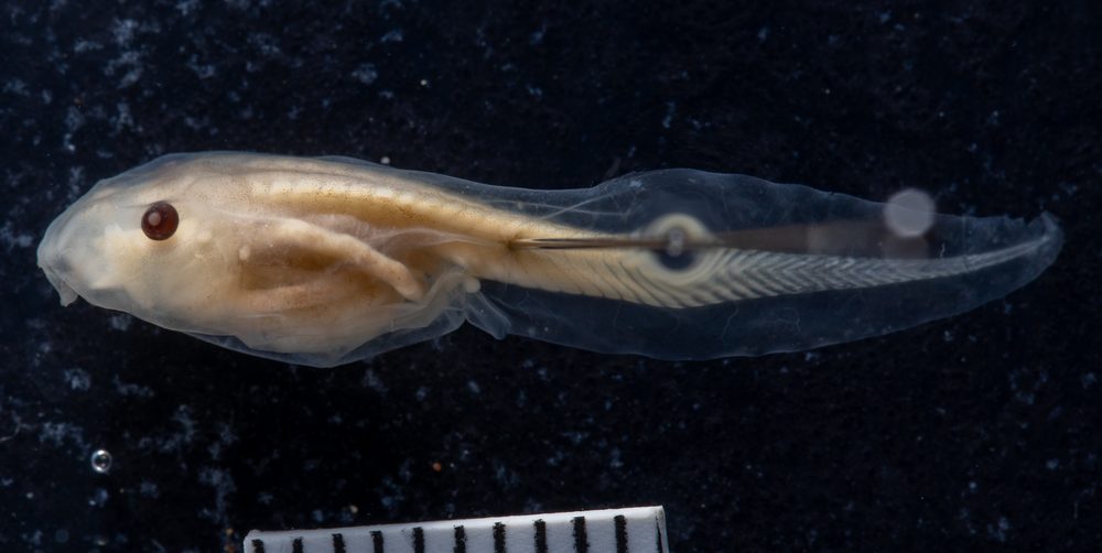 Cyclorana longipes