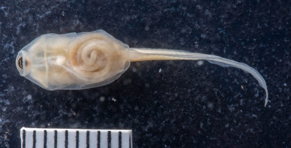 Cyclorana longipes