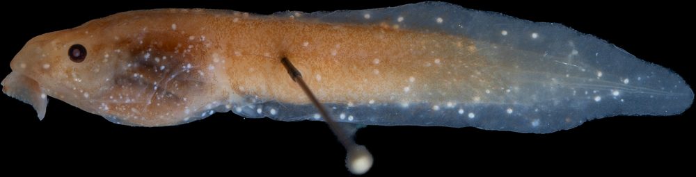 Duellmanohyla chamulae