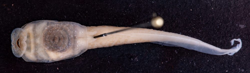 Duellmanohyla ignicolor