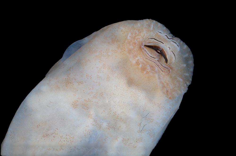 Duellmanohyla salvavida