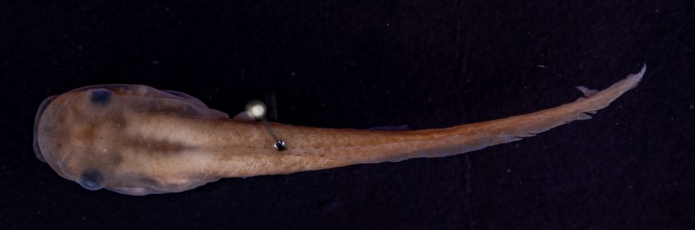 Duellmanohyla salvavida