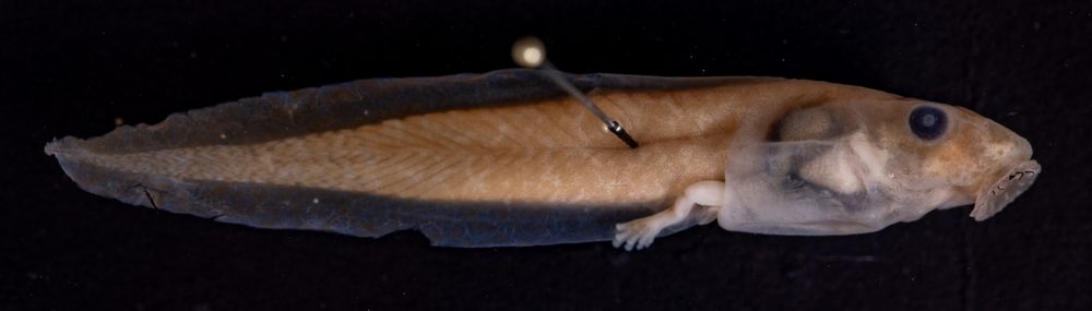 Duellmanohyla salvavida