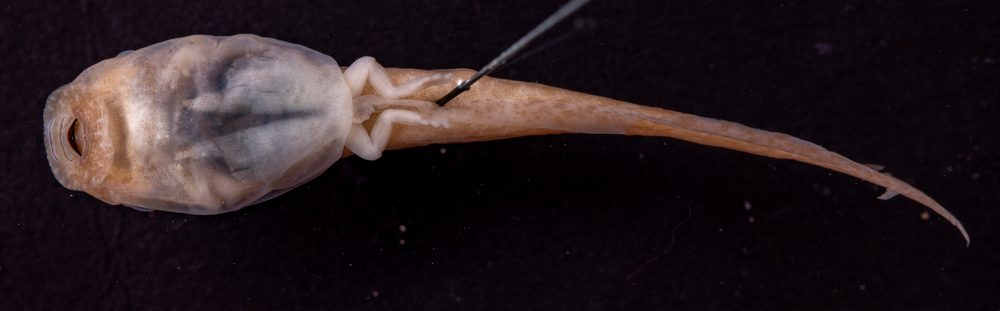 Duellmanohyla salvavida