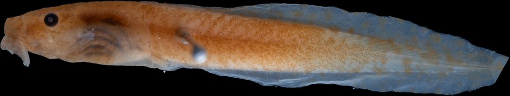 Duellmanohyla schmidtorum