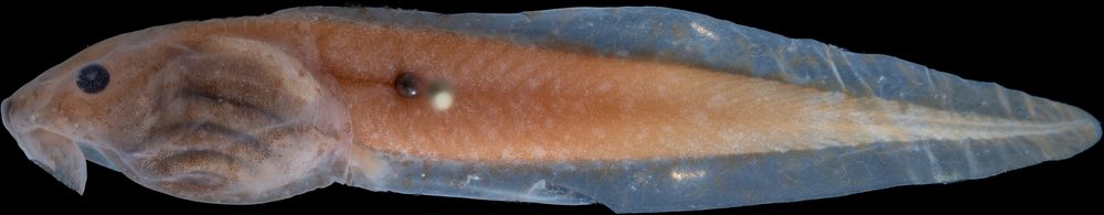Duellmanohyla soralia