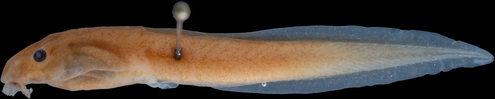 Duellmanohyla uranochroa