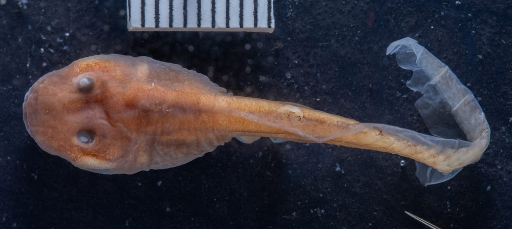 Ecnomiohyla salvaje