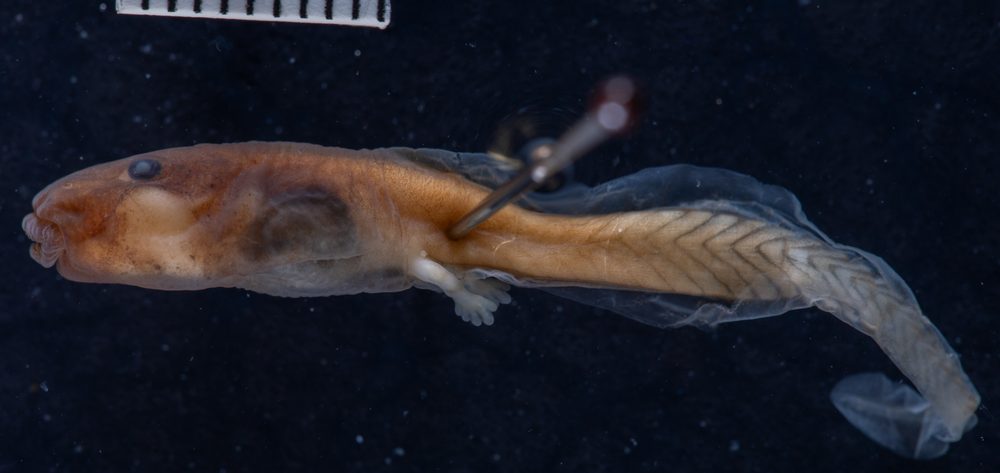 Ecnomiohyla salvaje