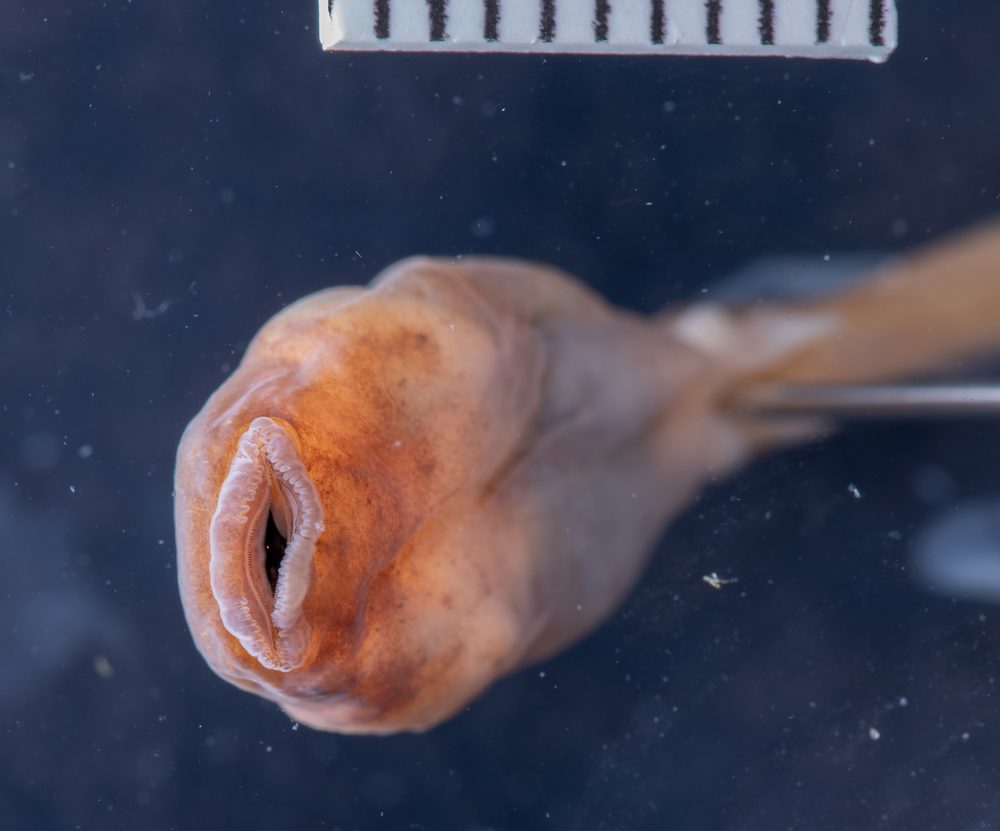 Ecnomiohyla salvaje