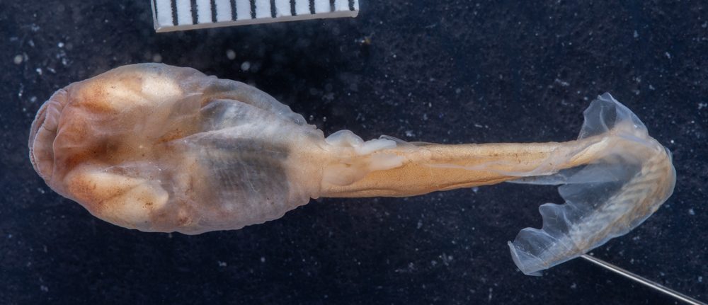 Ecnomiohyla salvaje