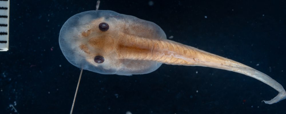 Exerodonta sumichrasti