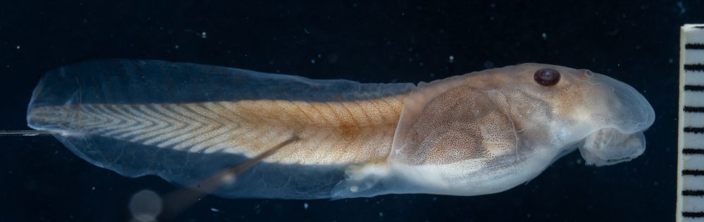Exerodonta sumichrasti