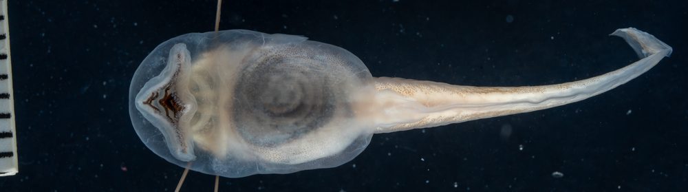Exerodonta sumichrasti