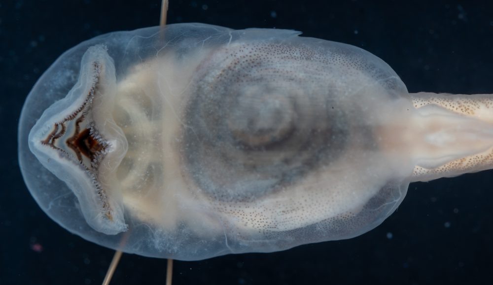 Exerodonta sumichrasti