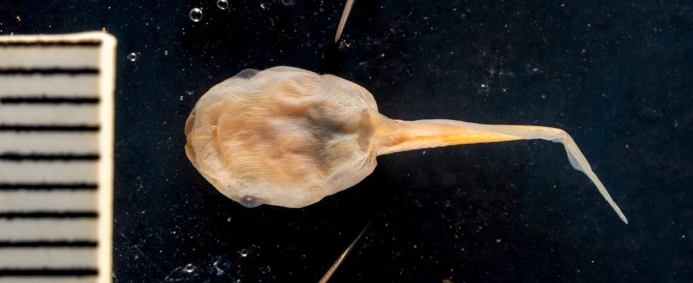 Gastrophryne carolinensis