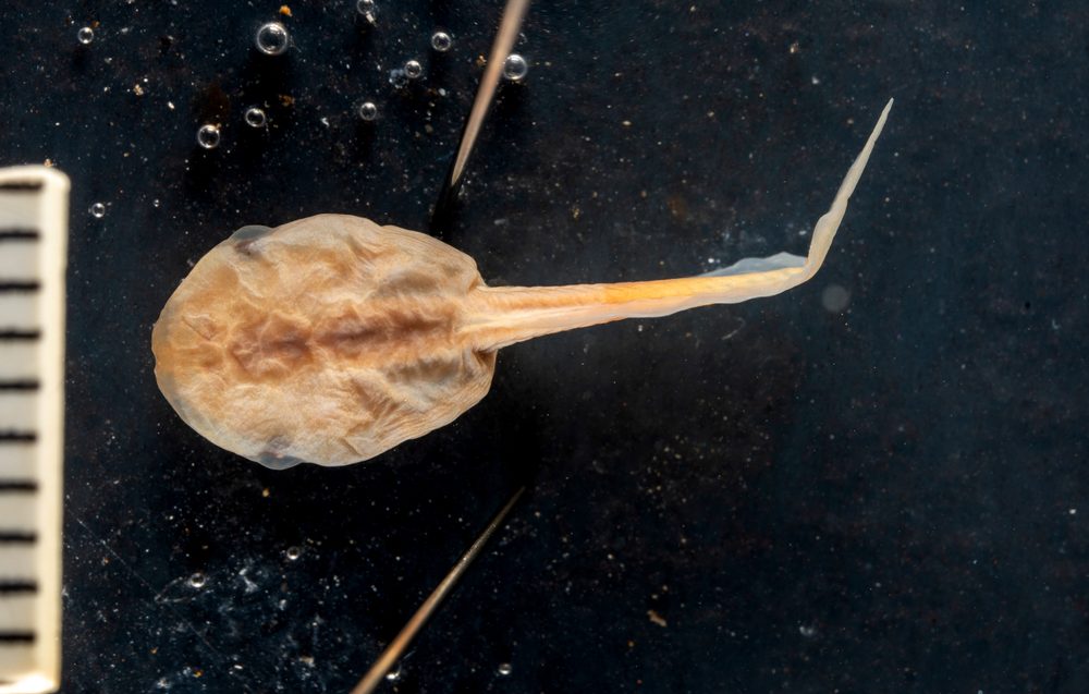 Gastrophryne carolinensis