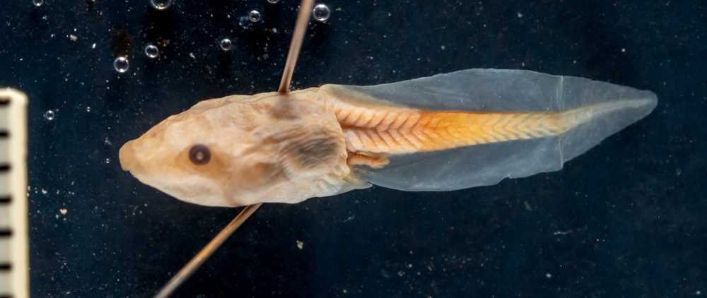 Gastrophryne carolinensis