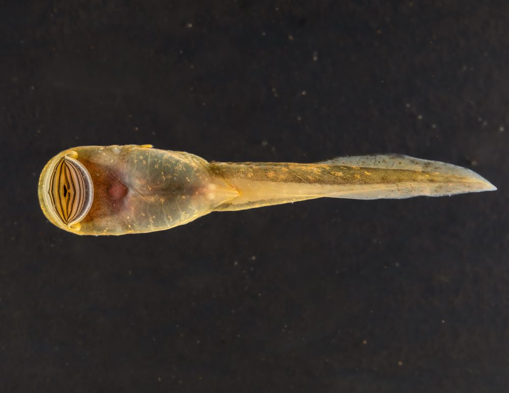 Hadromophryne natalensis, Woodbush forest Limpopo South Africa 2023