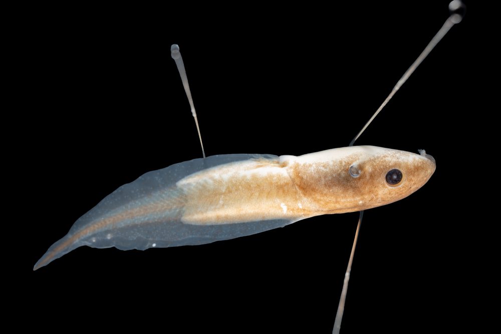 Hemisus marmoratus