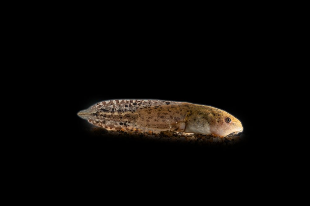 Hemisus marmoratus, KZN