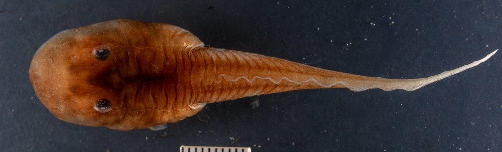 Hyloscirtus armatus