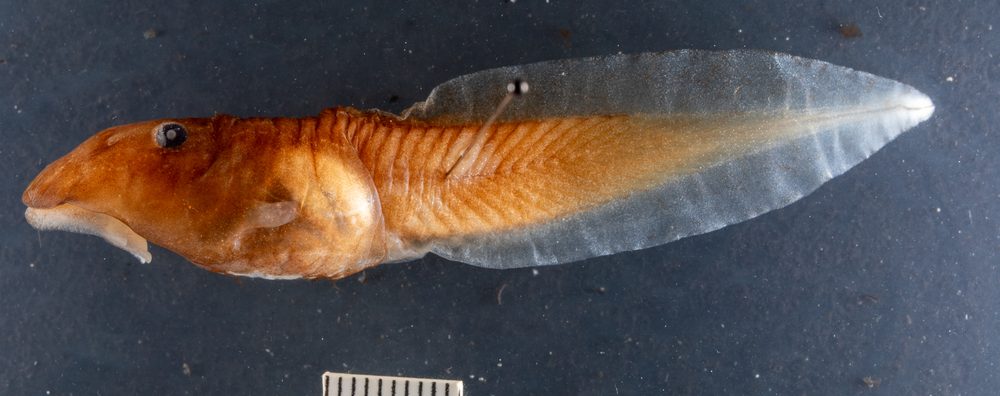 Hyloscirtus armatus