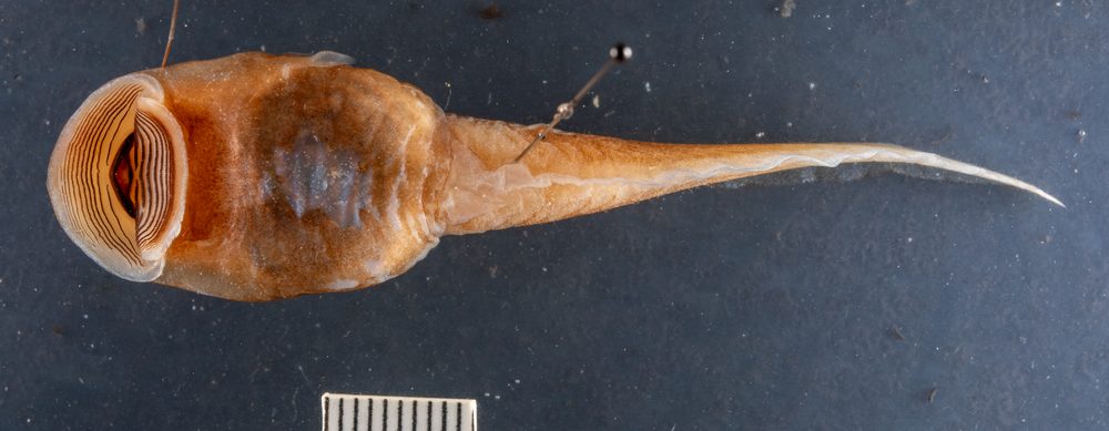 Hyloscirtus armatus